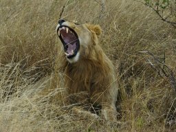 Western_Corridor_(Kirawira)2003-099